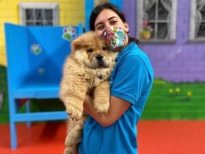 Chow Chow Grooming and Daycare Melbourne