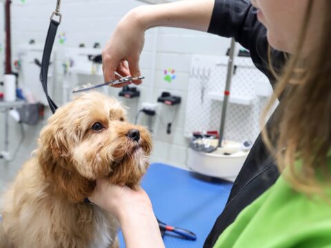 Great Dog Grooming Claremore of all time Learn more here 