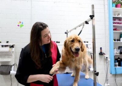 camberwell dog grooming, puppy grooming