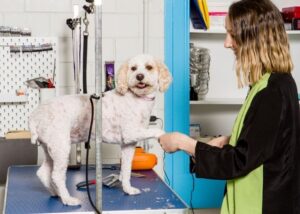 camberwell dog grooming, poodle grooming camberwell