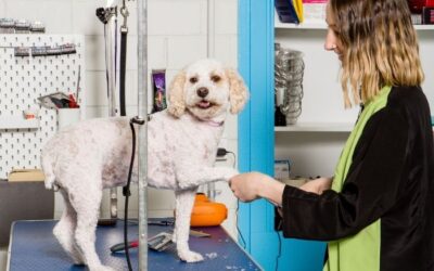 Do’s and Don’ts of Dog Grooming – How To Prepare Your Pup