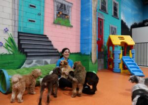 Doggie Day Care Melbourne, Ashwood Puppy Day Care