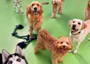 Doggie Daycare for a Happy Pup Melbourne