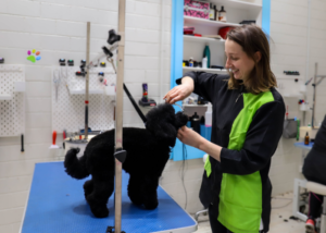 Melbourne Dog Grooming for Dog Health