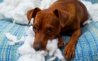 Top Reasons To Keep Your Dog Stimulated