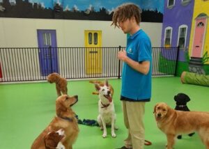 Melbourne Daycare for Dogs