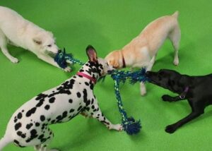 Use Playtime to prevent Hyperactivity in Dogs