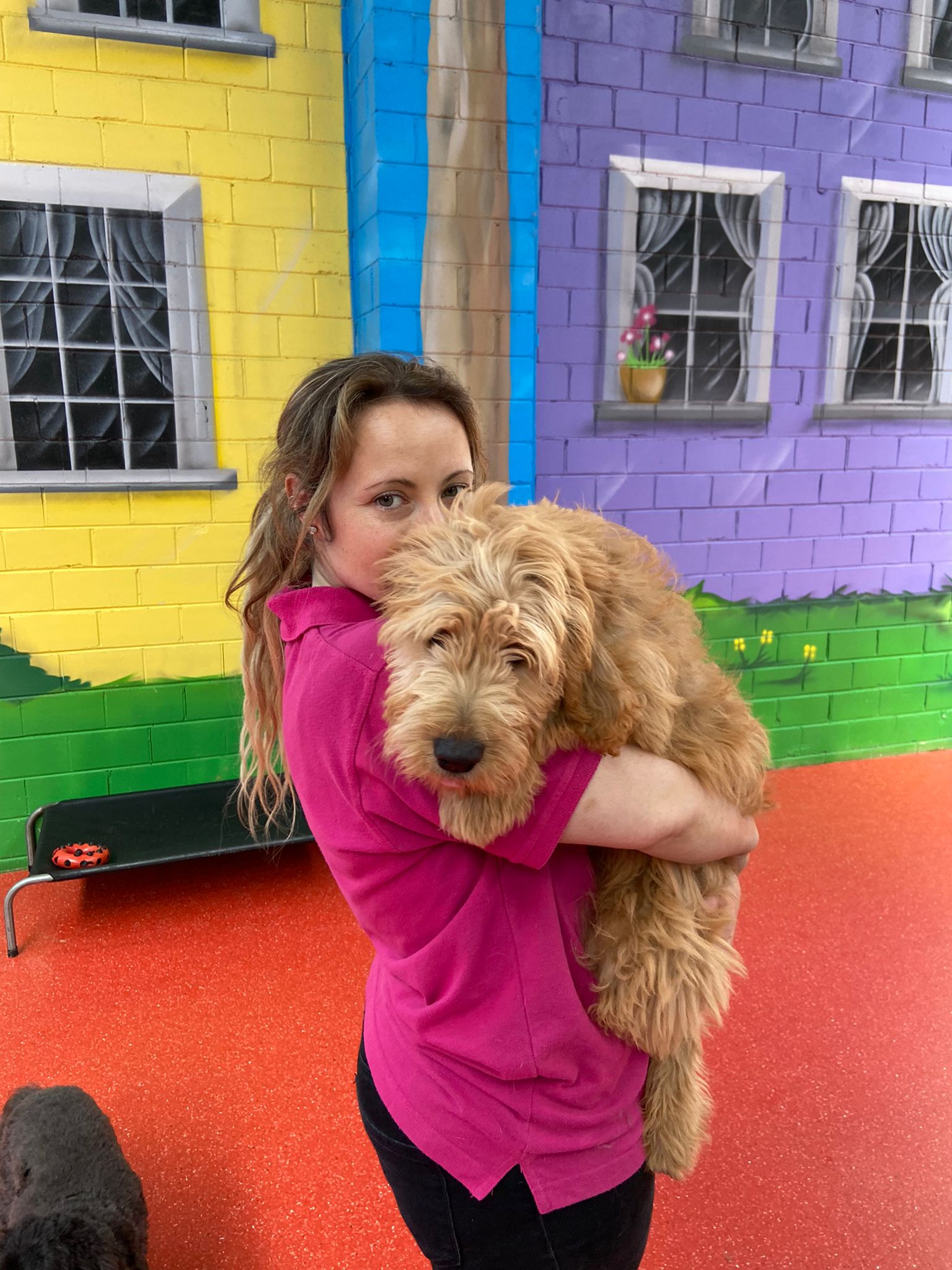 puppy daycare burwood, dog grooming camberwell