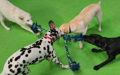 The Top 7 Ways to Keep Your Dog Stimulated