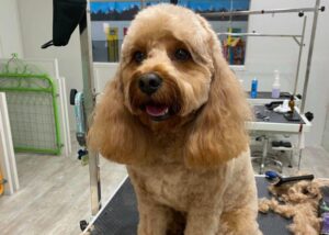 Dog Groomers Melbourne, Dog Haircuts
