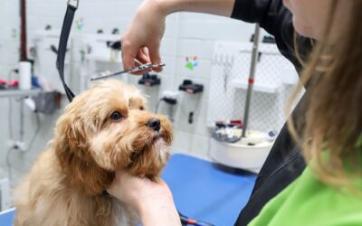 Dog Grooming and Dog Daycare Availability