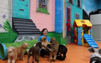 What to Expect When You Take Your Pup to Dog Daycare for the First Time