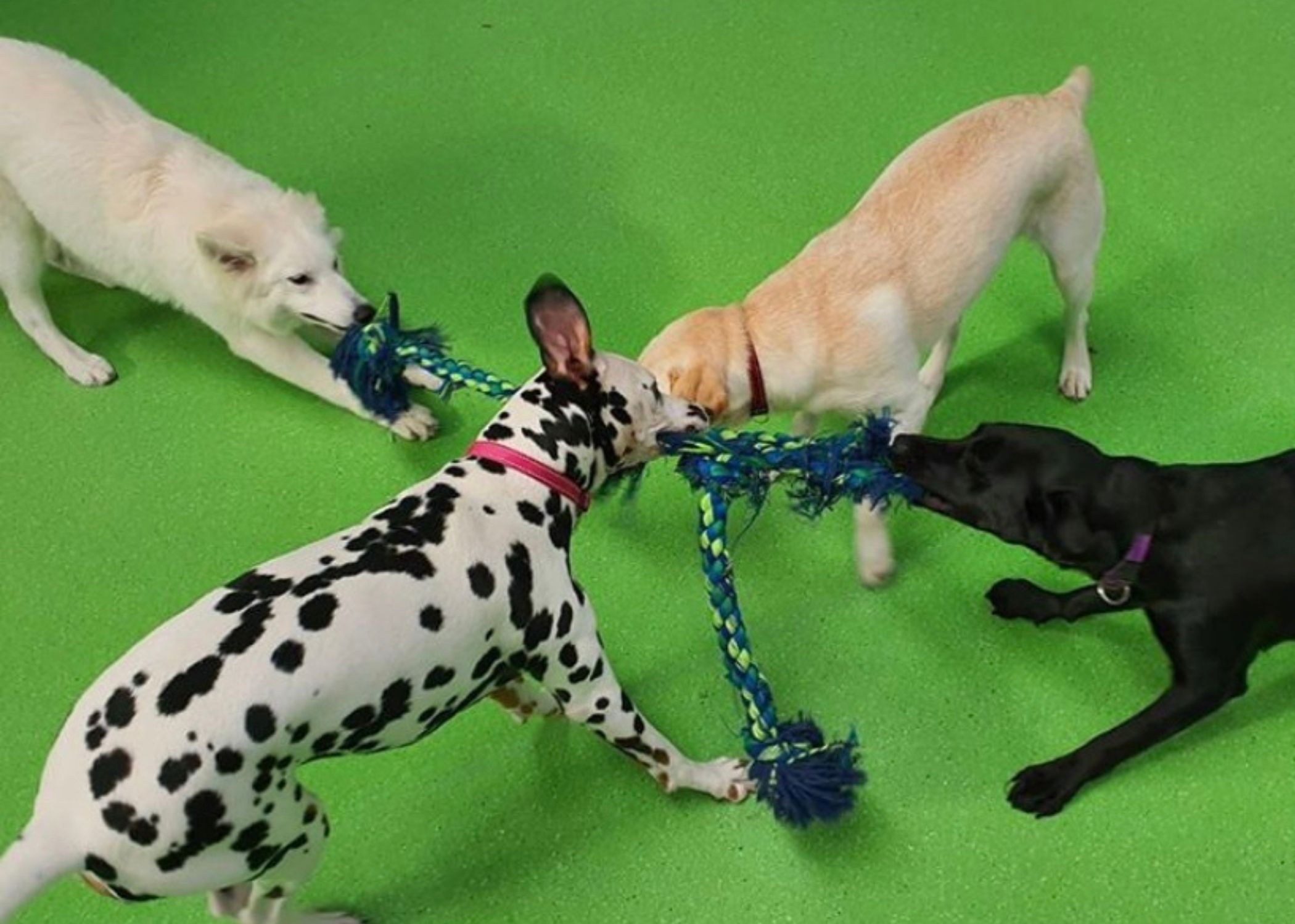 Camberwell Dog Daycare, Dog Daycare Assessment