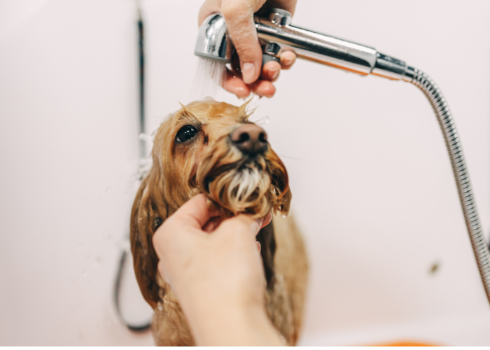 Melbourne dog wash, Burwood dog groomers