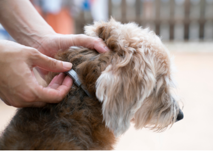 Melbourne dog groomer, why you should groom your dog
