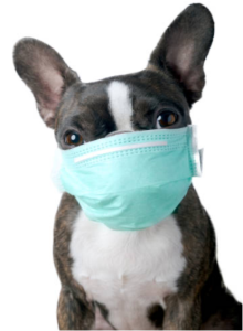 Dog Dazzlers - How to deal with Kennel Cough