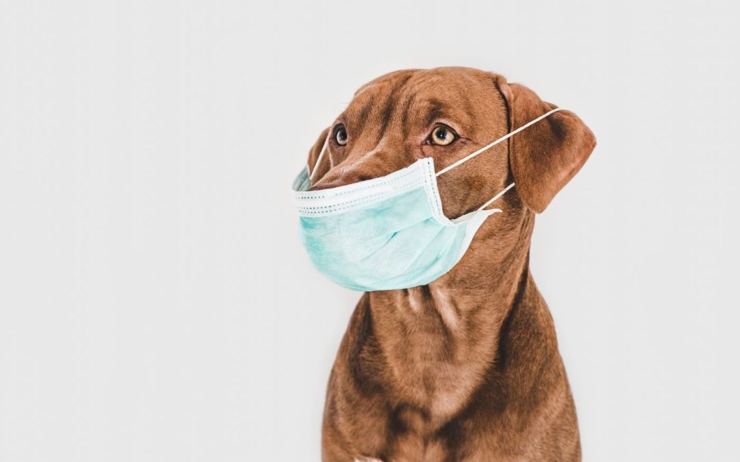 The Barking Truth About Kennel Cough: Here’s What You Need To Know