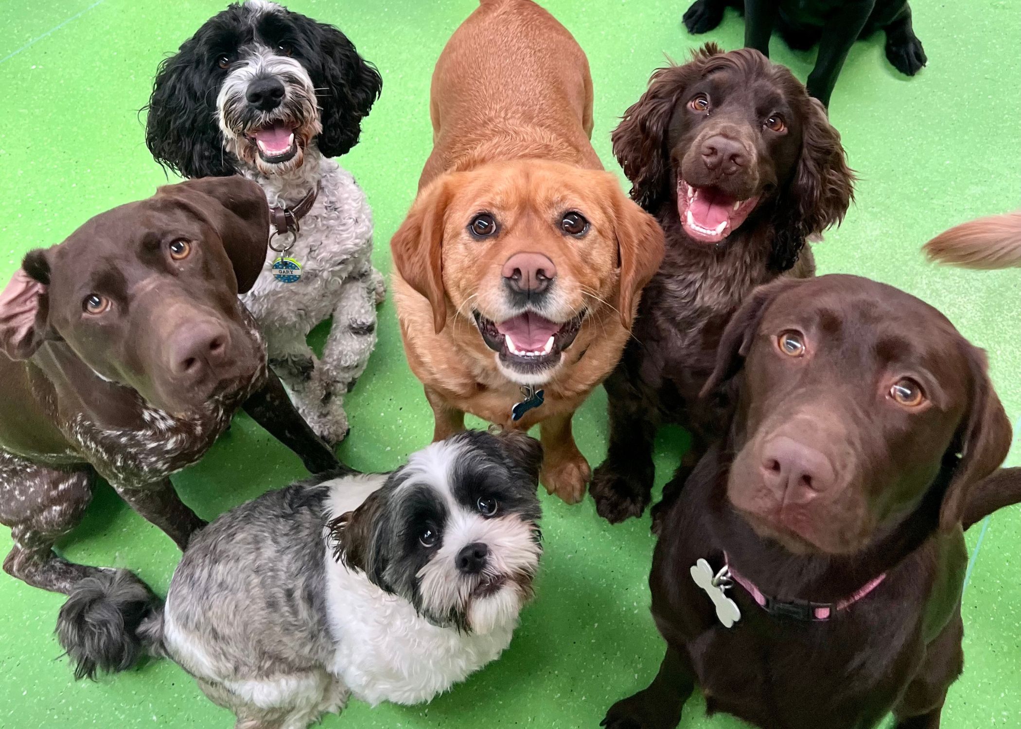 Dogs taking a photo at dog daycare