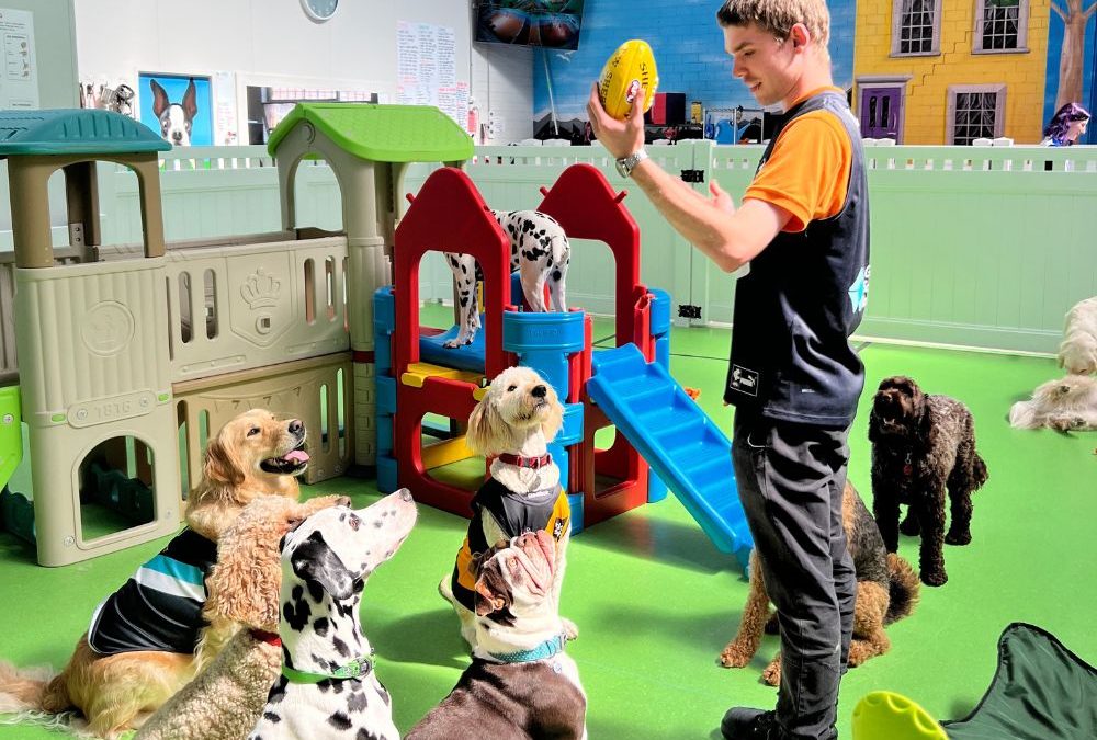 doggie day care, melbourne daycare for dogs