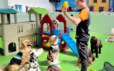 Is Doggy Daycare Good or Bad For Dogs?