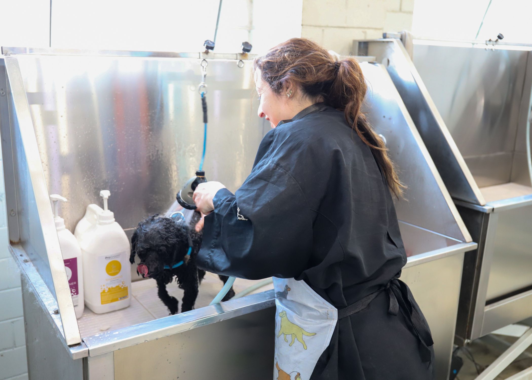 Glen Iris dog wash services, The Dog Dazzlers