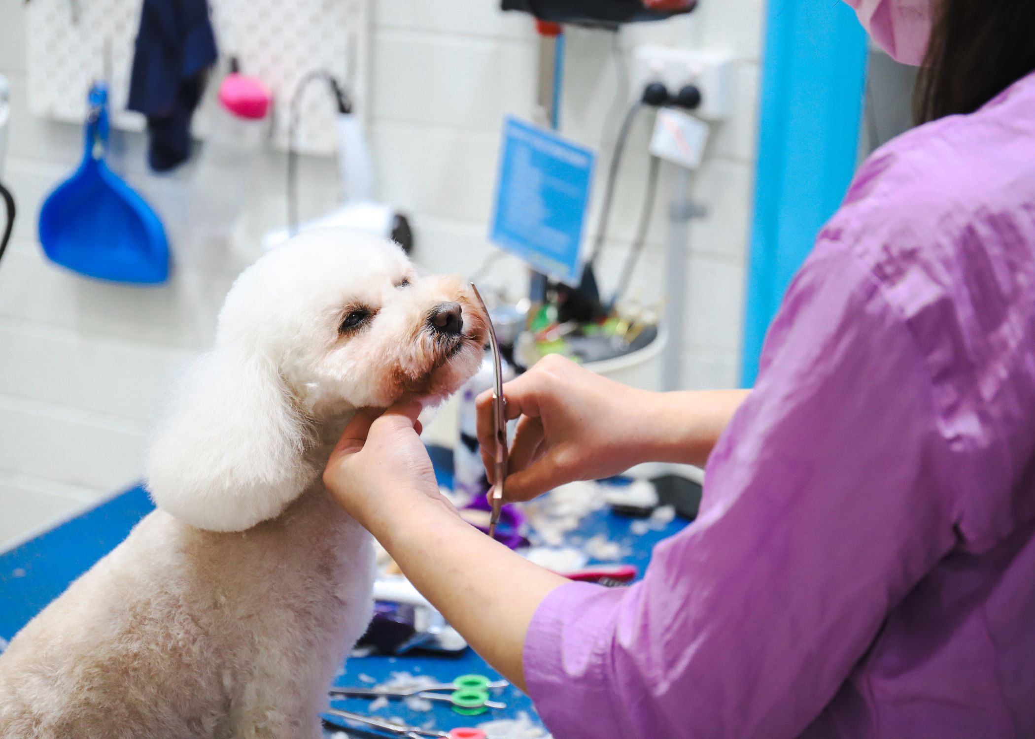 winter dog grooming in melbourne