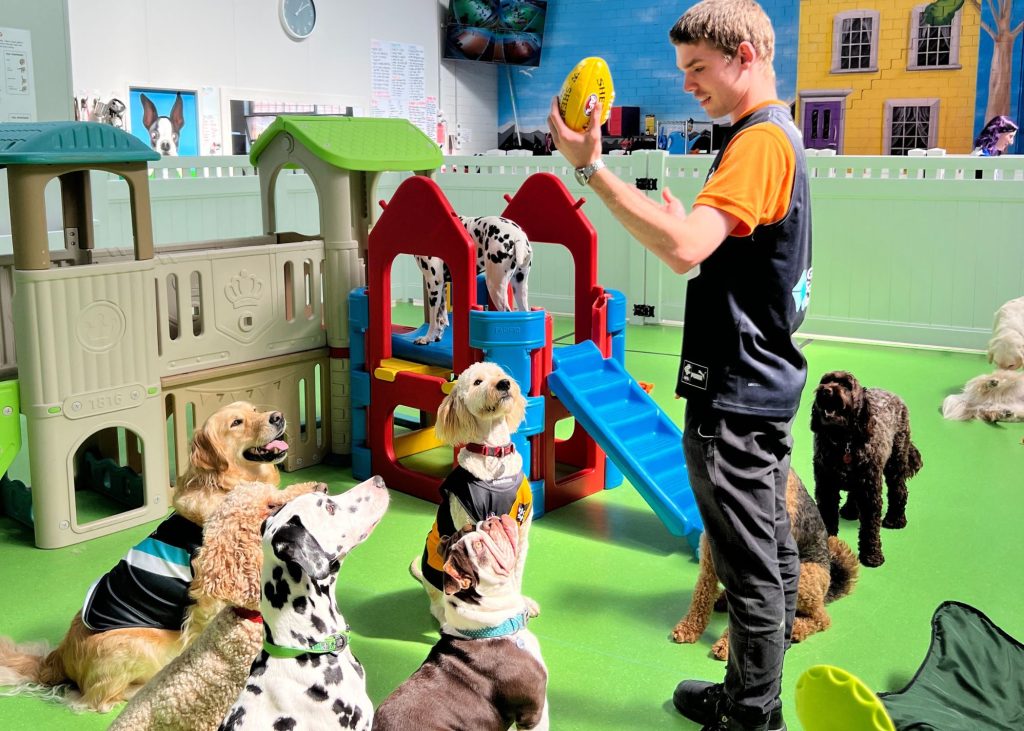 Doggie Daycare Melbourne