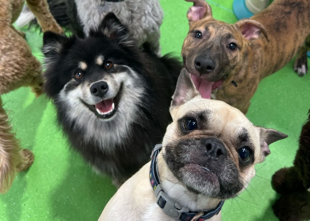 daycare for dogs