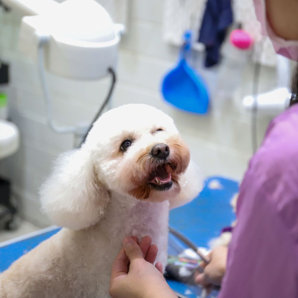 Melbourne Dog Groomers