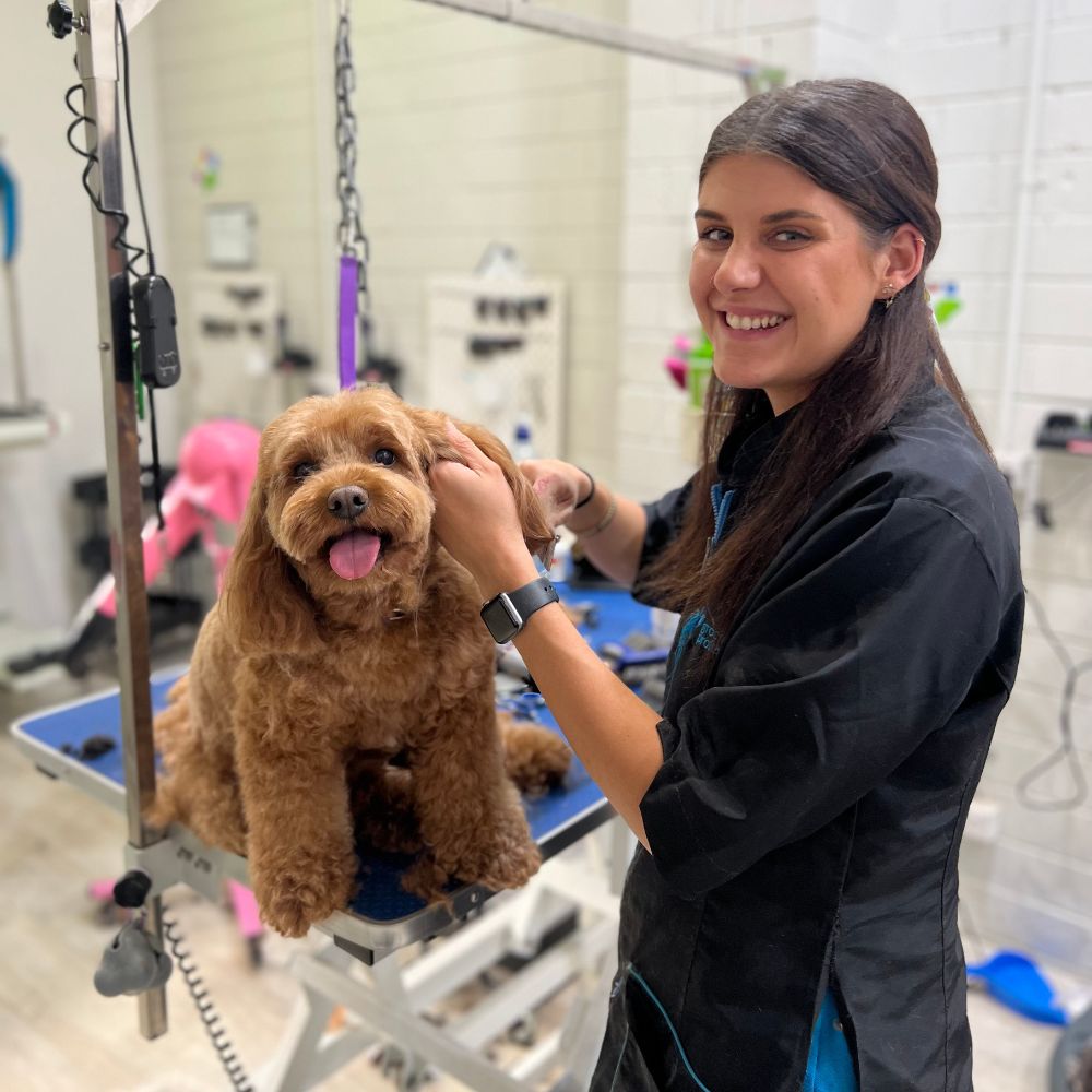 Melbourne Dog Groomers