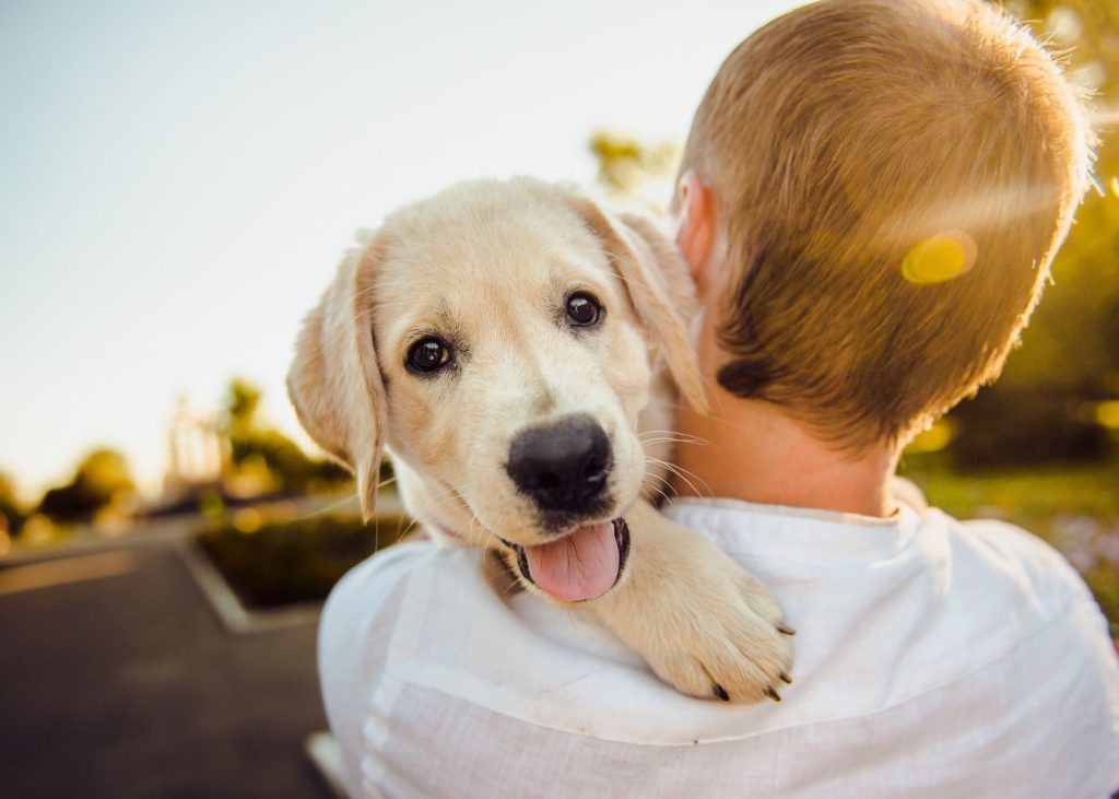 Keeping Dogs Cool in Summer