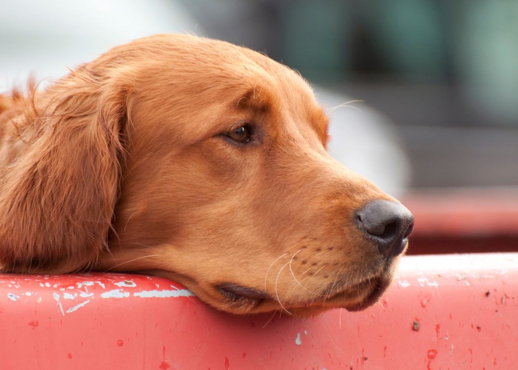 low energy dog who would benefit from dog daycare